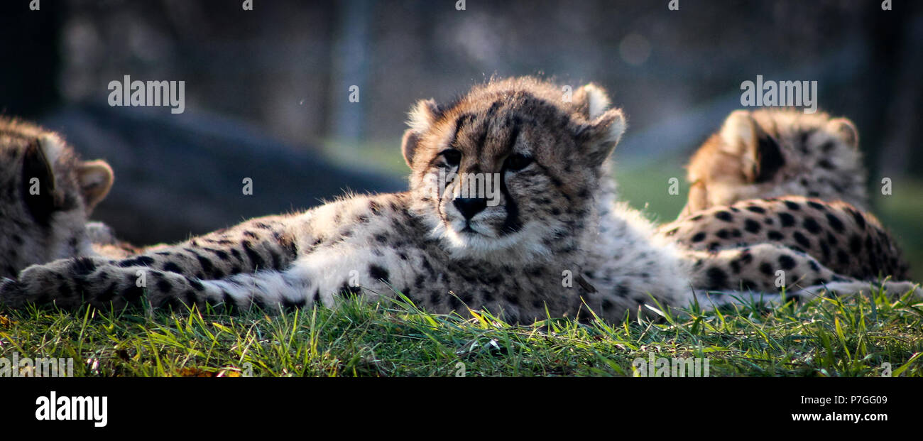 Porträt einer wunderschönen afrikanischen Geparden wilde Katze Stockfoto