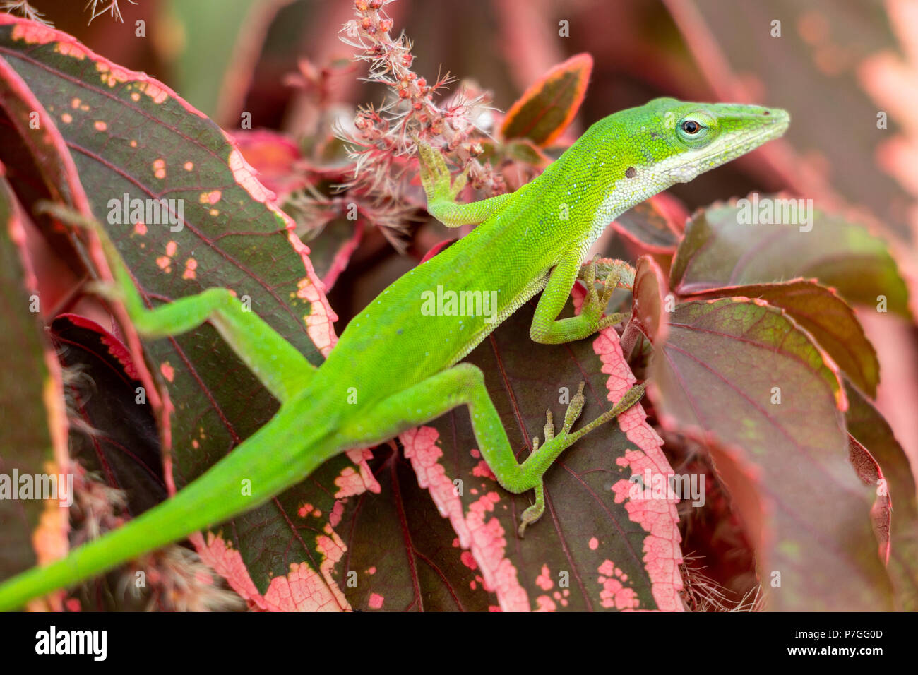 Grün Carolina (anole Anolis carolinensis) closeup auf Rot copperleaf Pflanze Blätter (Acalypha wilkesiana) - Pembroke Pines, Florida, USA Stockfoto