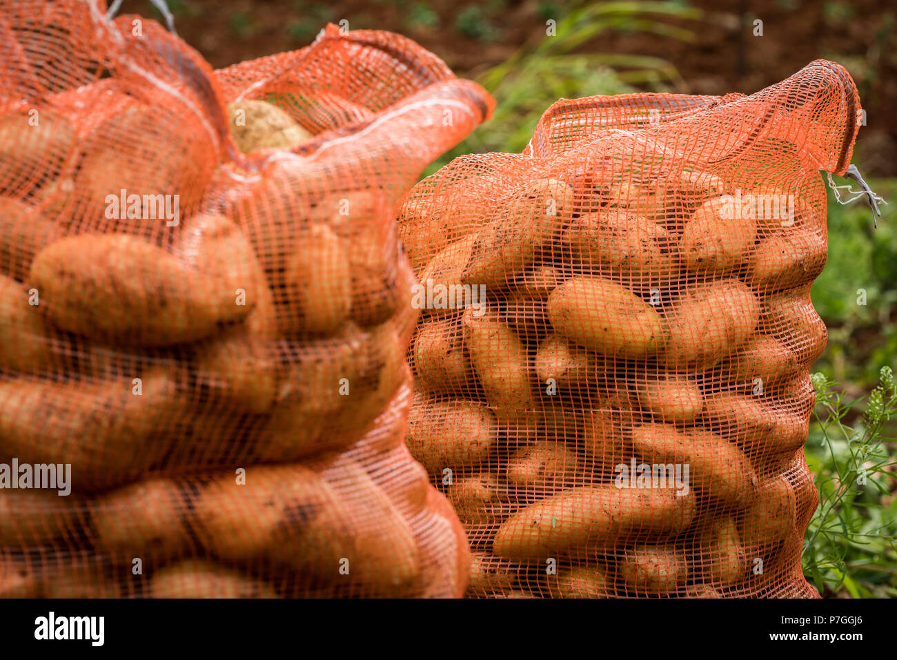 Säcke von frisch geerntet irischen Kartoffeln auf einem Bauernhof in ländliche Jamaika. Stockfoto