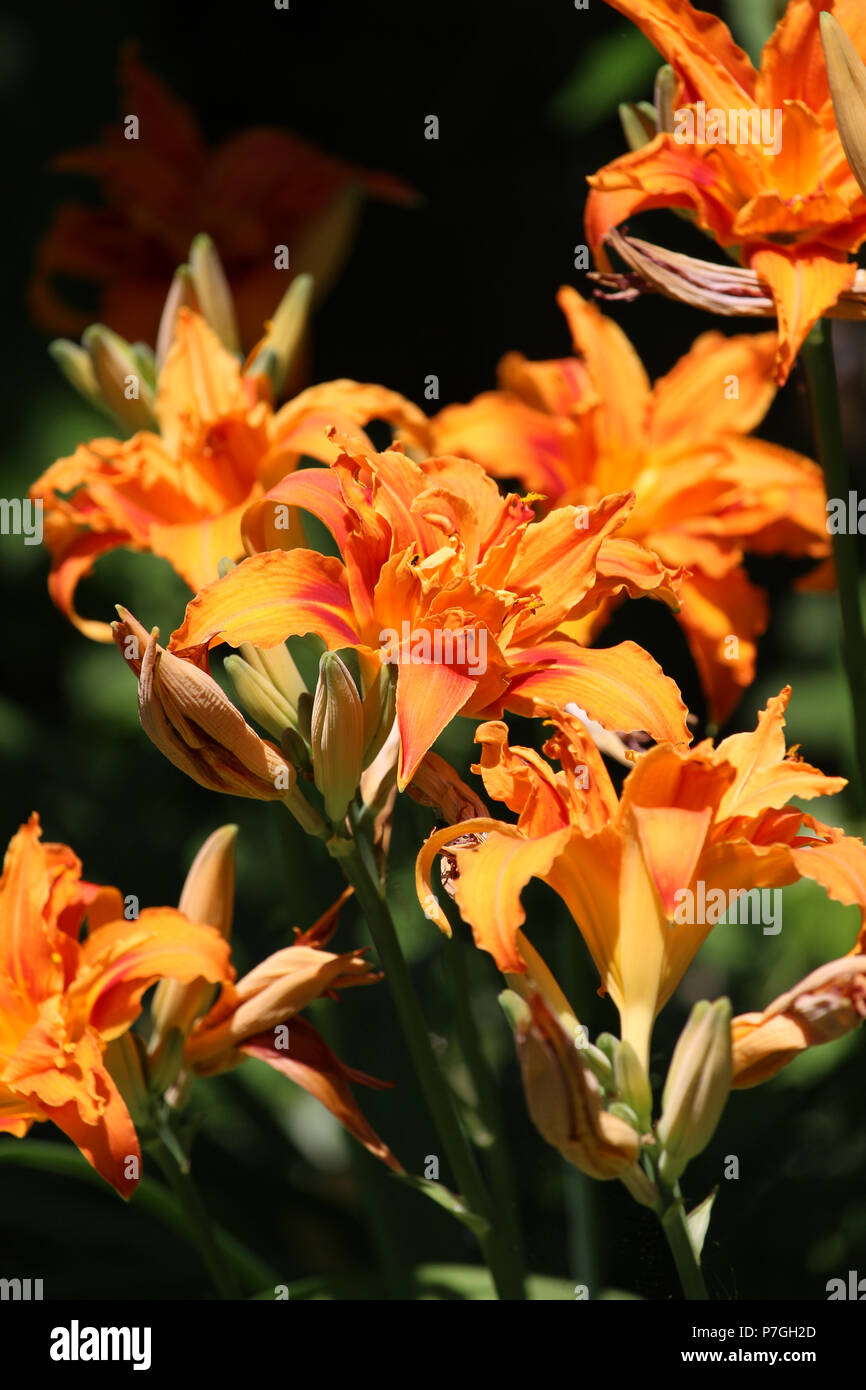 Doppelte Orange Hemerocallis. Die schöne Blüte von der Pflanze auch bekannt als ein Tag Lilly. Stockfoto