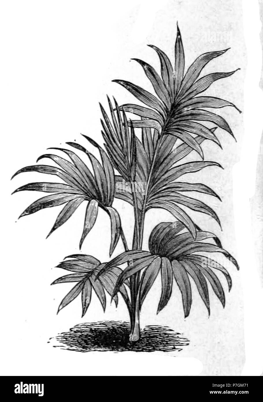 Hedyscepe canterburyana. 1892 188 Hedyscepe canterburyana Zeichnung Stockfoto