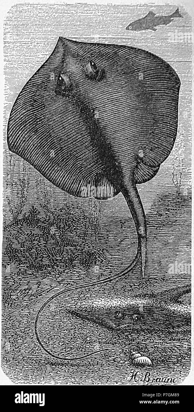 Dipturus batis. 1892 134 Dipturus batis Stockfoto