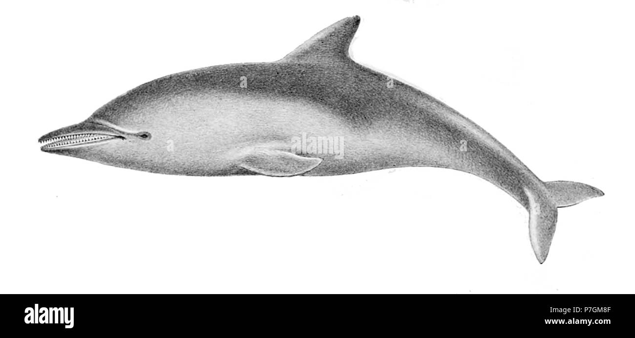 Steno bredanensis. 1889 355 Steno bredanensis 1889 Stockfoto