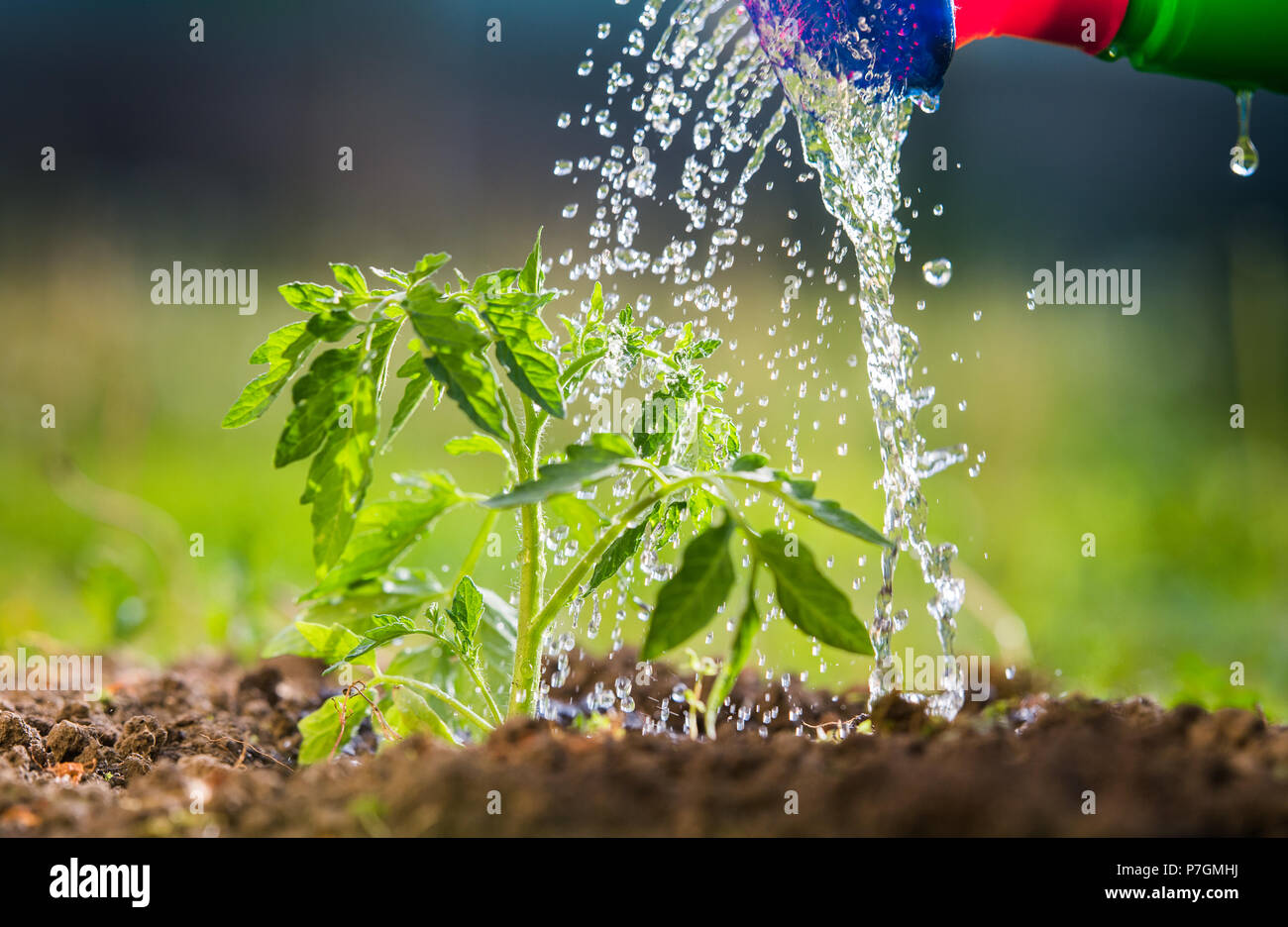 Bewässerung Sämling Tomatenpflanze im Gewächshaus Garten Stockfoto