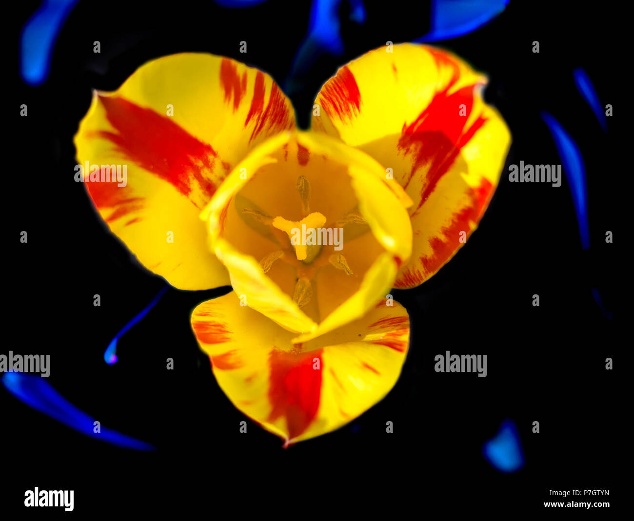 Herrliche gelbe Rembrandt Tulip mit breiten roten Flammen auf dunklem Hintergrund. Ansicht von oben. Stockfoto