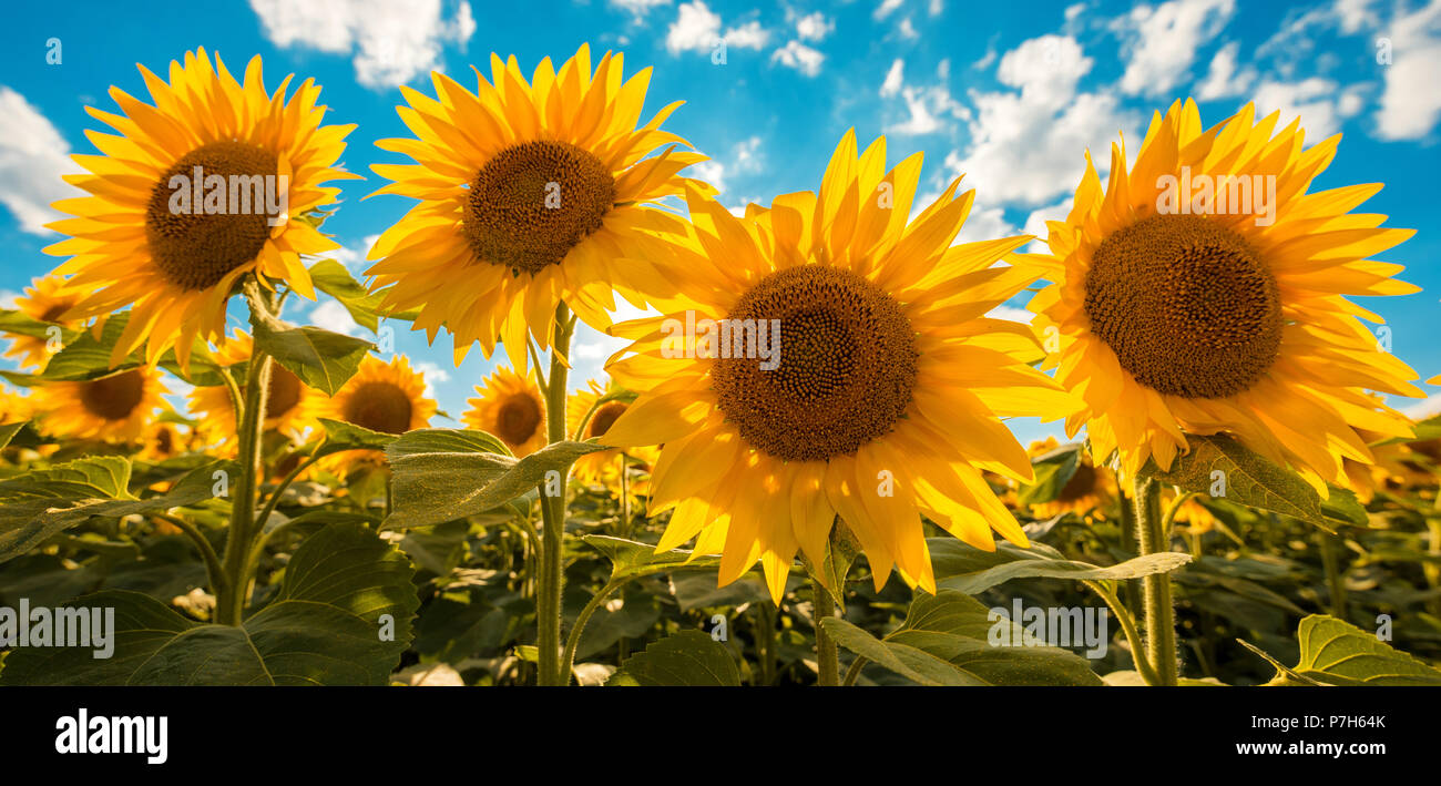 Blühende Sonnenblumen Getreidefeld auf sonnigen Sommertag Stockfoto