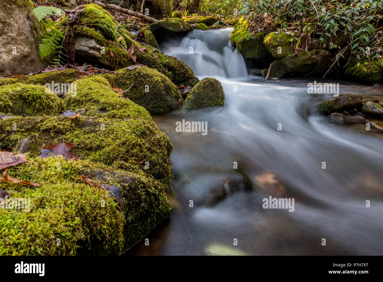Kleiner Wasserfall in Mingus Creek in den Smokies Stockfoto