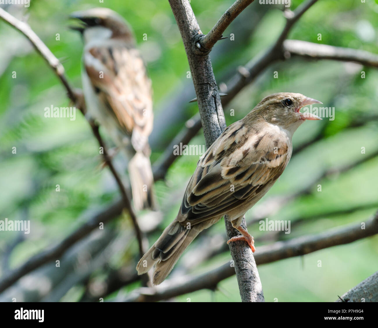 Zwei Vögel thront auf Zweigen singen Stockfoto