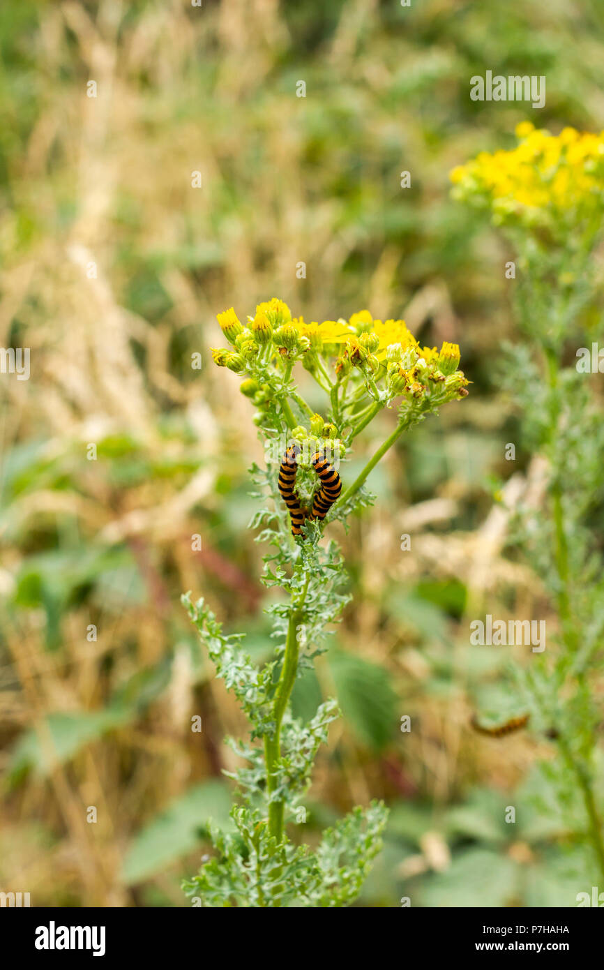 Der Zinnober motte Caterpillar, Tyria jacobaeae, Fütterung auf giftige Common ragwort im Sommer, Dorset, England, Vereinigtes Königreich Stockfoto