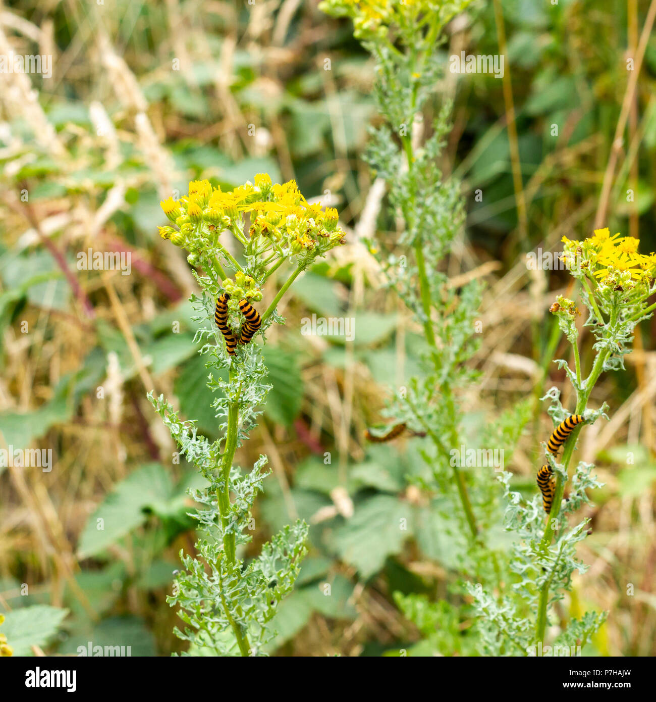 Der Zinnober motte Caterpillar, Tyria jacobaeae, Fütterung auf giftige Common ragwort im Sommer, Dorset, England, Vereinigtes Königreich Stockfoto