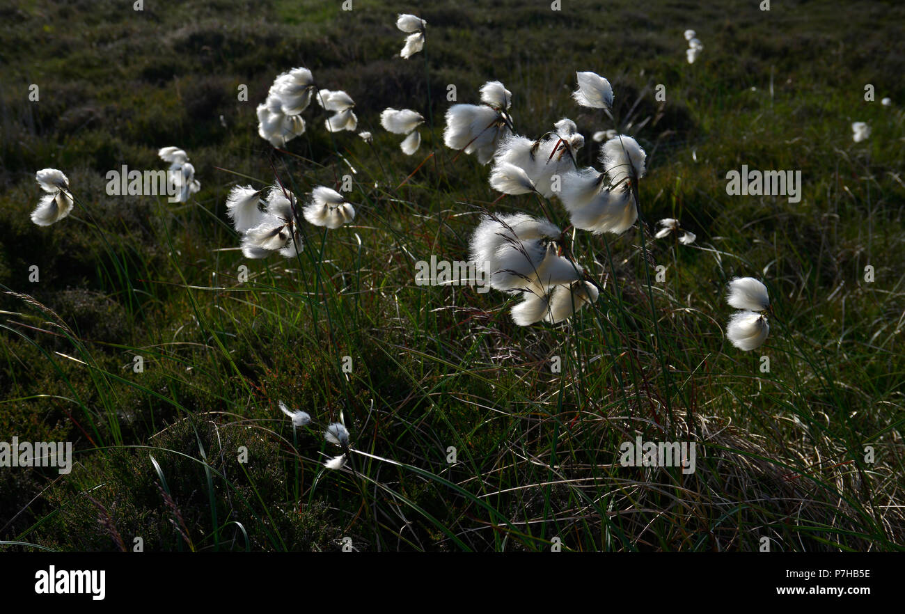 Wollgras auf Stanton Moor im Peak District, England Stockfoto