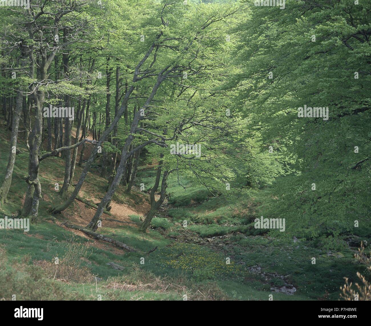 PUERTO IBAÑETA O DE RONCESVALLES - HAYAS - CAMINO DE SANTIAGO -. Lage: aussen, RONCESVALLES, NAVARRA. Stockfoto