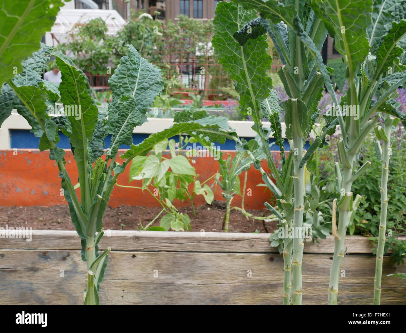 Gemüse, das im Global Generation Skip Garden wächst, einem städtischen Gemeinschaftsgarten in Kings Cross, London, England, Juni 2018. Stockfoto