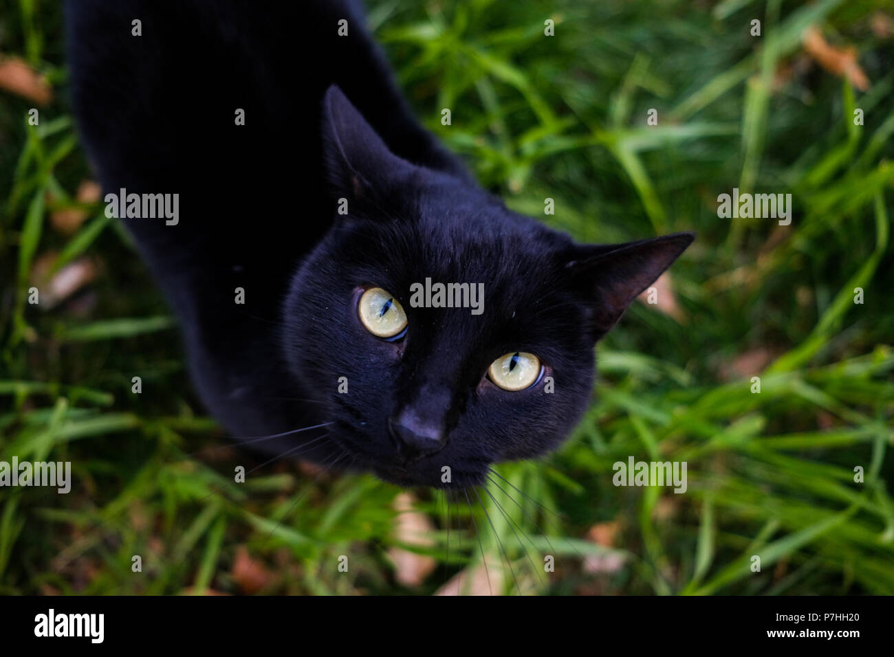 Schwarze Katze in die Kamera starrt, sitzen im Gras Stockfoto