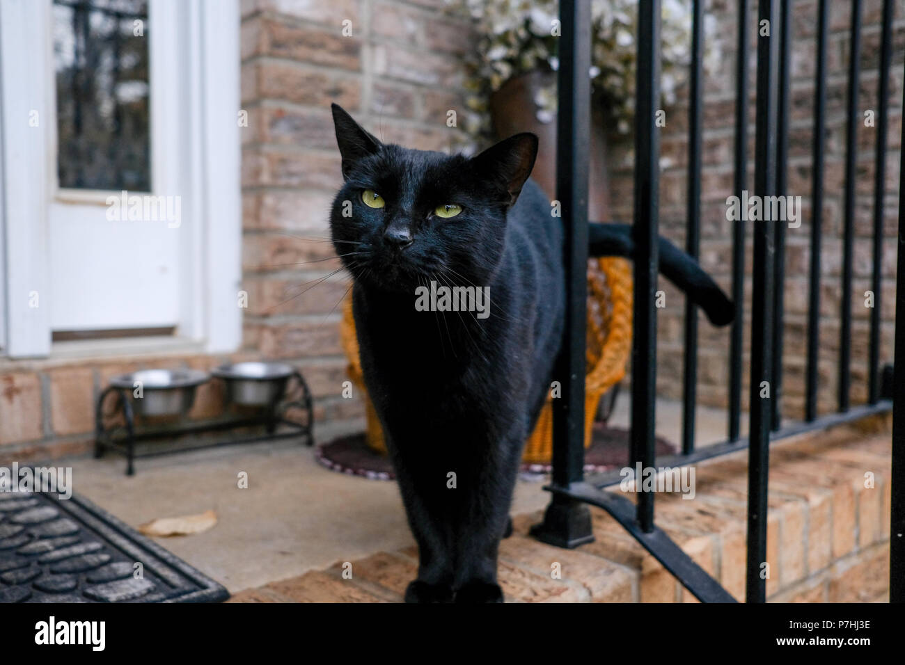 Hungrig schwarze Katze wartet auf das Essen auf der Veranda Stockfoto