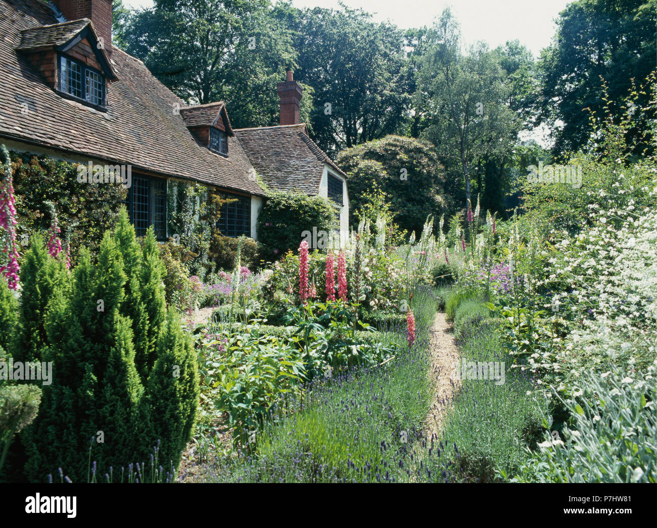 Pfad durch Lavendel in Gertrude Jekyll Sommer Garten vor der Country House, entworfen von Edwin Lutyens Stockfoto