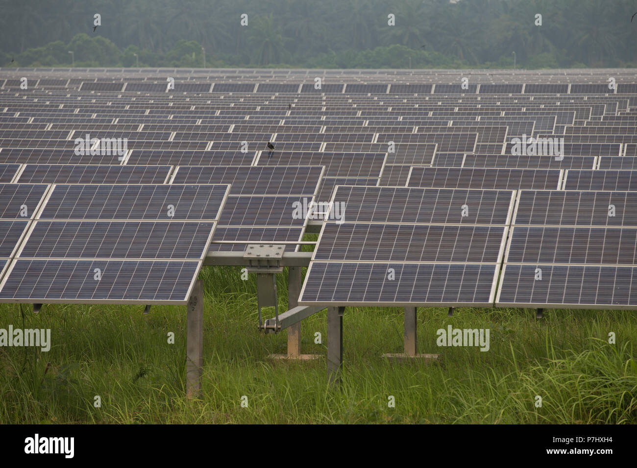 Ein Feld von Sonnenkollektoren südlich von Kuala Lumpur, Malaysia, die Panels der nahe gelegenen internationalen Flughafen Kuala Lumpur zur Stromversorgung verwendet werden. Stockfoto