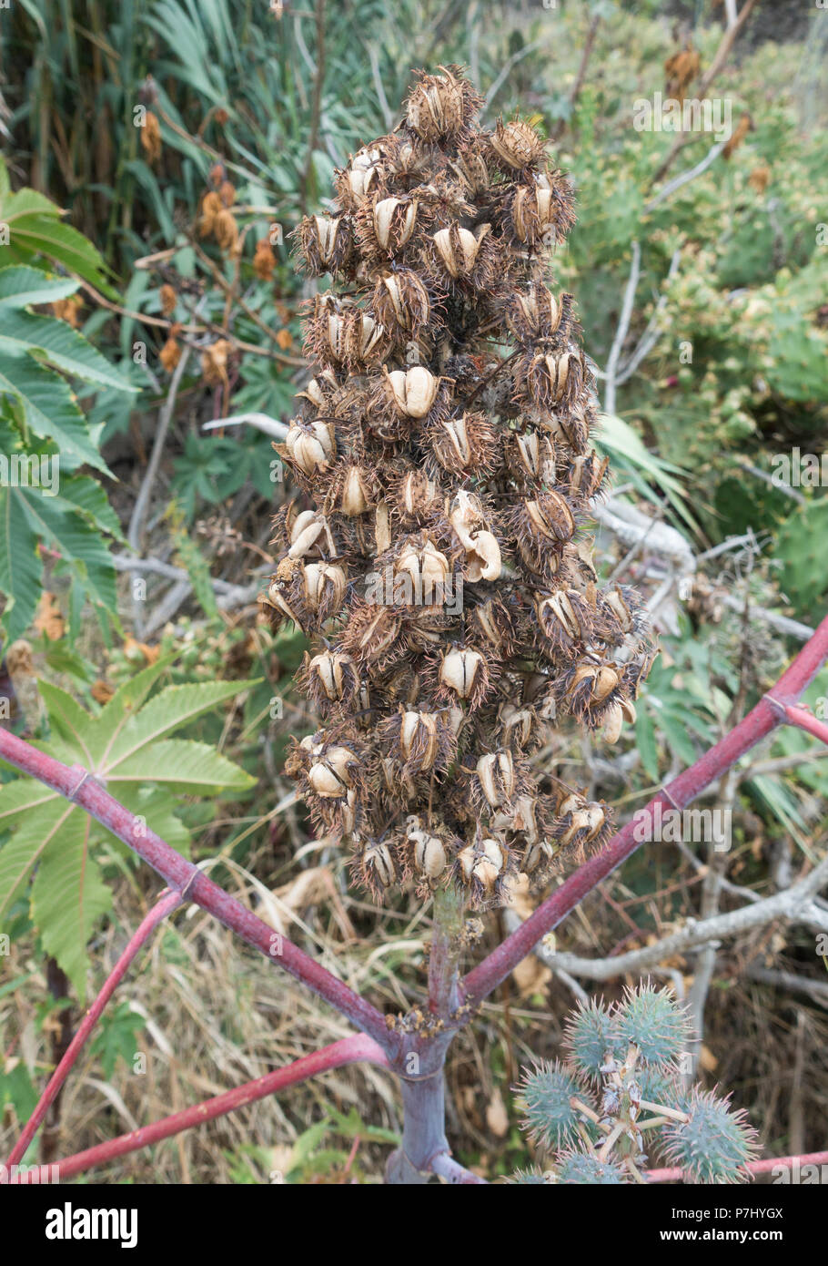 Castor Bean/Rizinus (Ricinus communis) Stockfoto