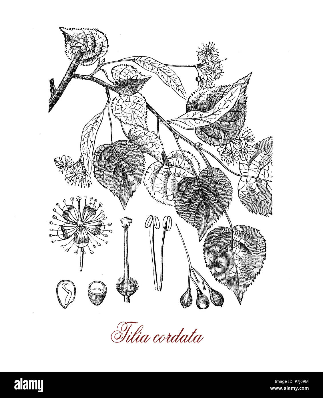 Vintage botanischen Gravur von Tilia cordata oder kleine-leaved Lime, Europäische Zierbäume in der Kräutermedizin und im Landschaftsbau, wie in der berühmten Unter den Linden Allee in Berlin Stockfoto