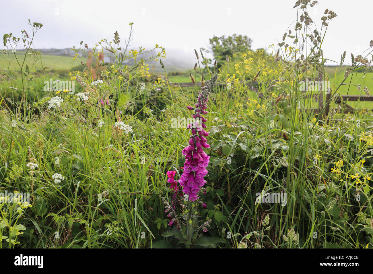 Eine purpurrote Fingerhut in ein Feld der Eidechse, Cornwall, England, Großbritannien. Stockfoto