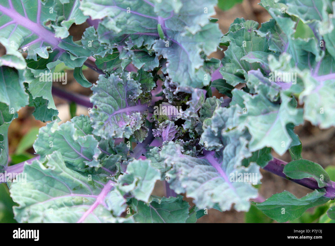 Flower sprouts -Fotos und -Bildmaterial in hoher Auflösung – Alamy
