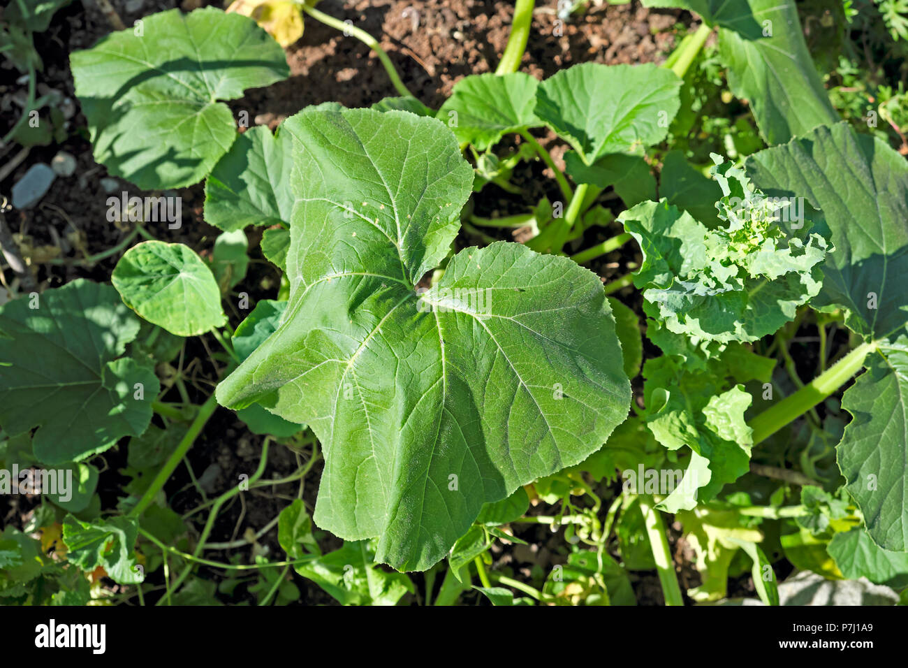 Squash Pflanzen im Garten welke in die hitzewelle an einem heißen Sommertag im Juni 2018 West Wales UK KATHY DEWITT Stockfoto