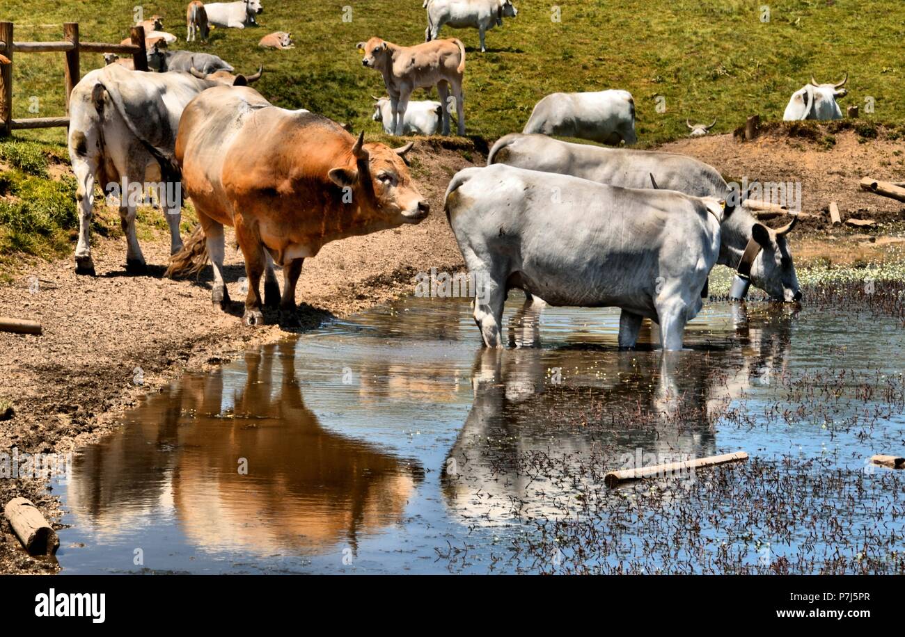 Wild cows Fotos und Bildmaterial in hoher Auflösung Alamy