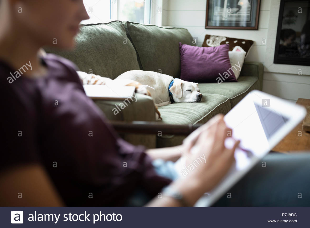 Mädchen mit hund im wohnzimmer sofa Fotos und Bildmaterial in hoher Auflösung Alamy