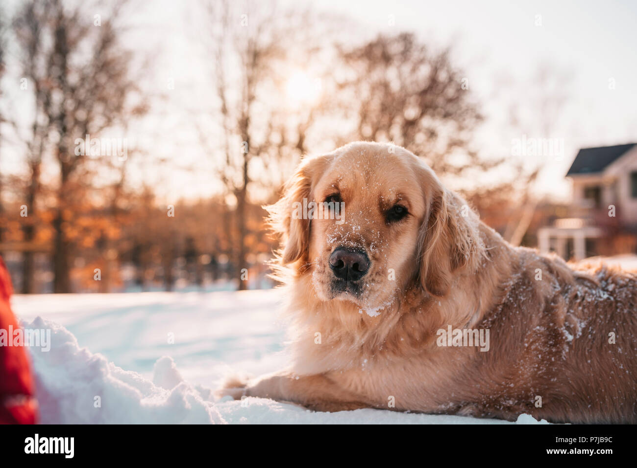 Golden Retriever Hund im Schnee Stockfoto