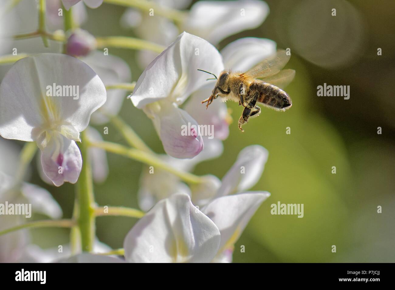 Nahaufnahme einer Biene auf einer Blüte, Gefallen, Niedersachsen schweben, Deutschland Stockfoto