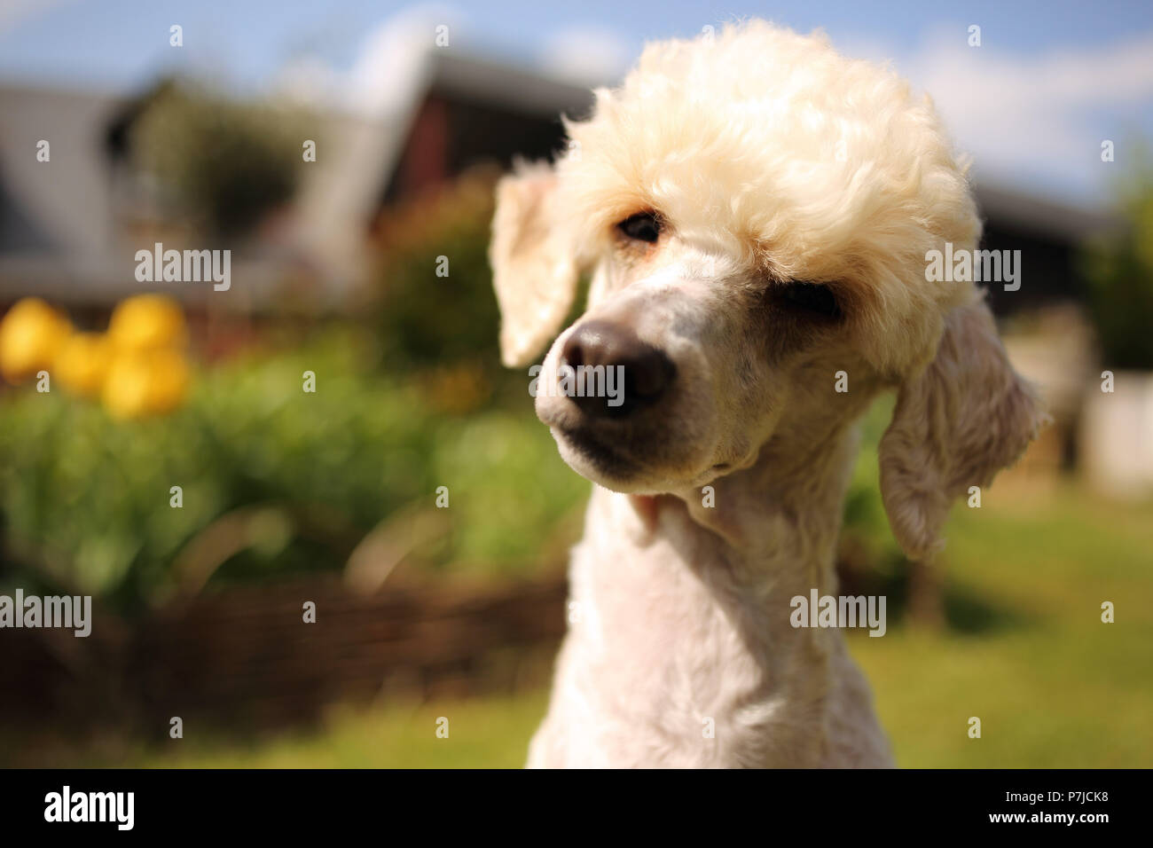 Porträt von einem Pudel Hund im Garten Stockfoto