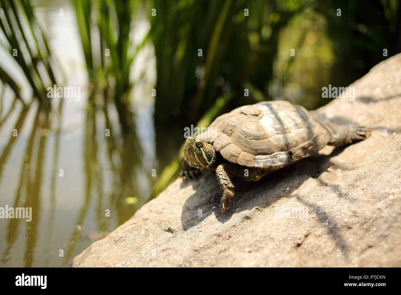 Schildkröte an einer Wand an einem Teich, Central Park, Manhattan, New York, USA Stockfoto