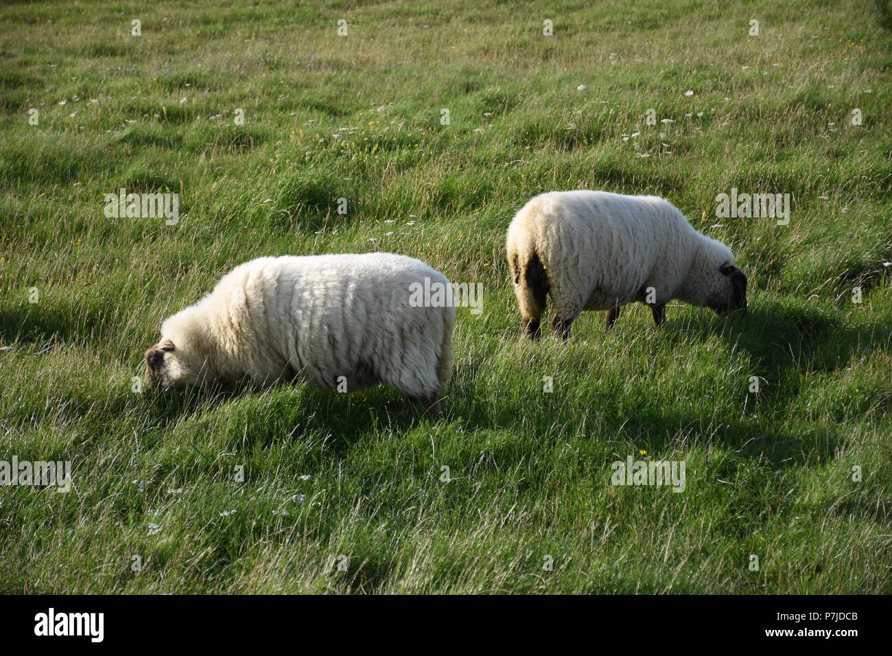 Schafe auf einer Weide Stockfoto