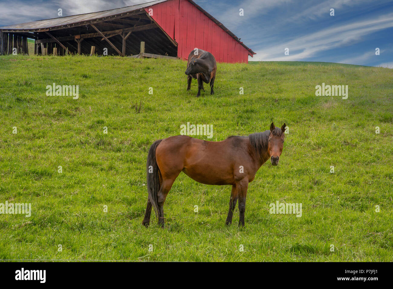 Pferd und Kuh an die Coutry Scheune auf dem Hügel. Blue Sky in der auf dem Bauernhof mit grünen Hügeln in der Palouse Washington Stockfoto