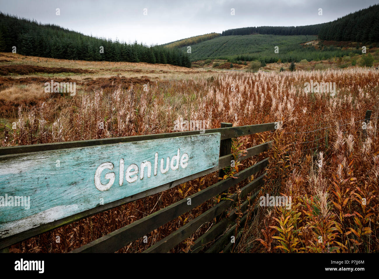 Land in Glenlude, Forst in der Nähe von Selkirk, Schottland, Zugang zum Wandern erlaubt Stockfoto