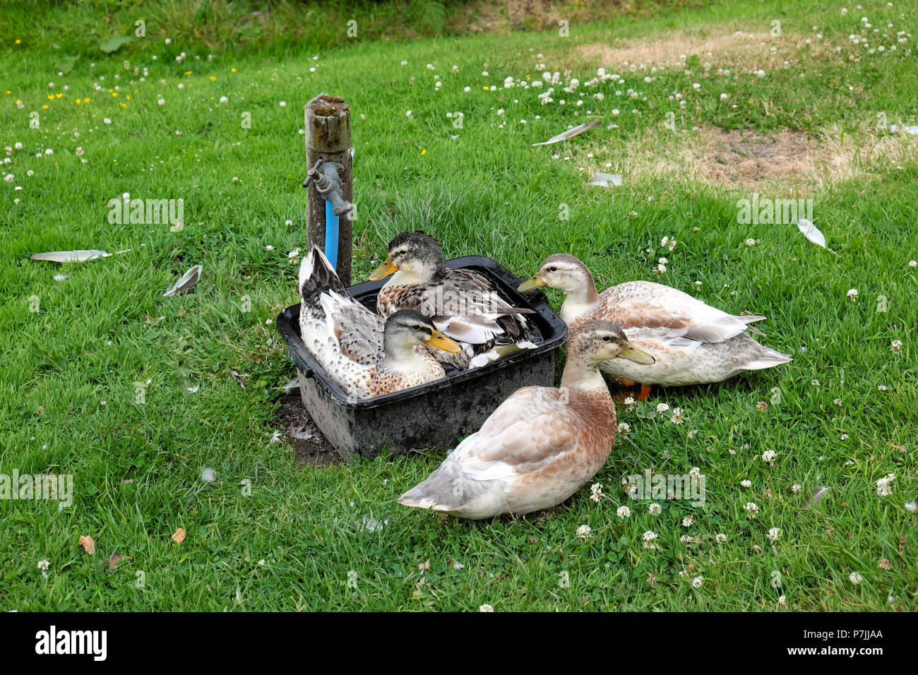 Enten in einer Badewanne in Wasser in einem Abwasch Schüssel in den Garten als Garten Teich hat bis 2018 Sommerhitze Wales UK KATHY DEWITT getrocknet Stockfoto