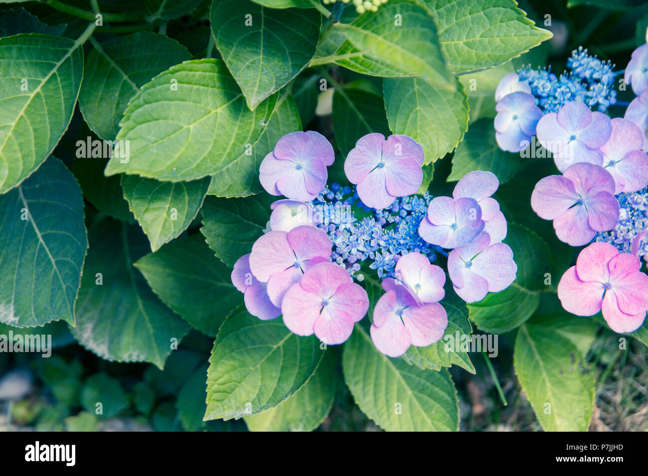 Die Hortensie Blumen und Laub. Stockfoto