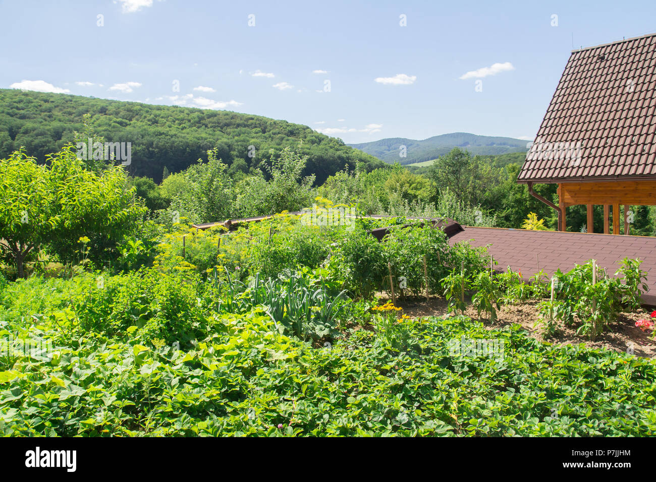 Grüner Sommer Gemüsegarten von House Stockfoto