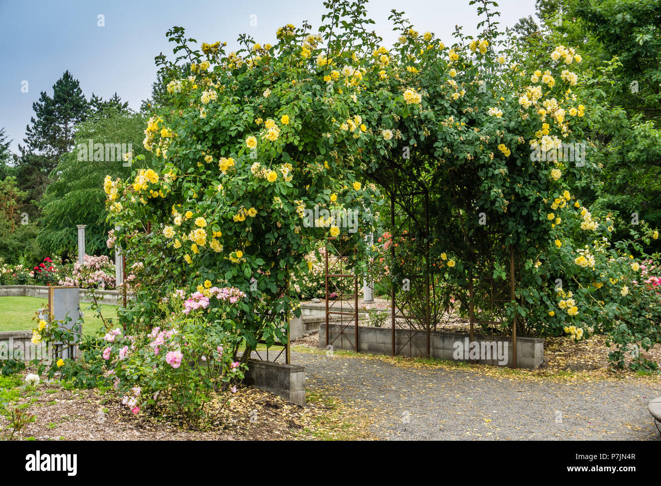 Gelbe Rosen wachsen auf Metall Dorne in Seatac, Washington. Stockfoto