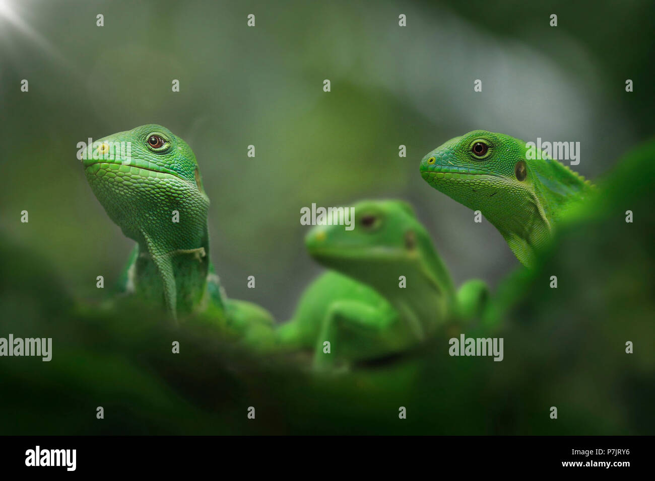 Drei Fidschi Leguane, Brachylophus, sitzend auf einem Zweig Stockfoto