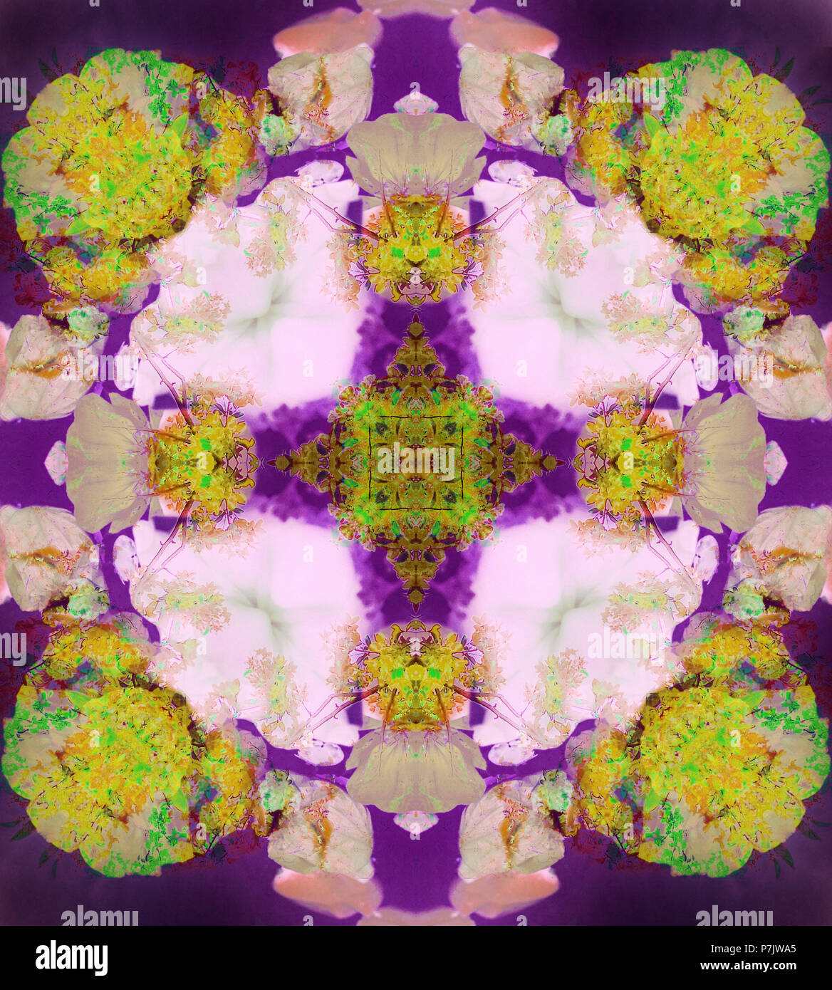 Fotografische Blume Mandala, violett, gelb, grün, Stockfoto