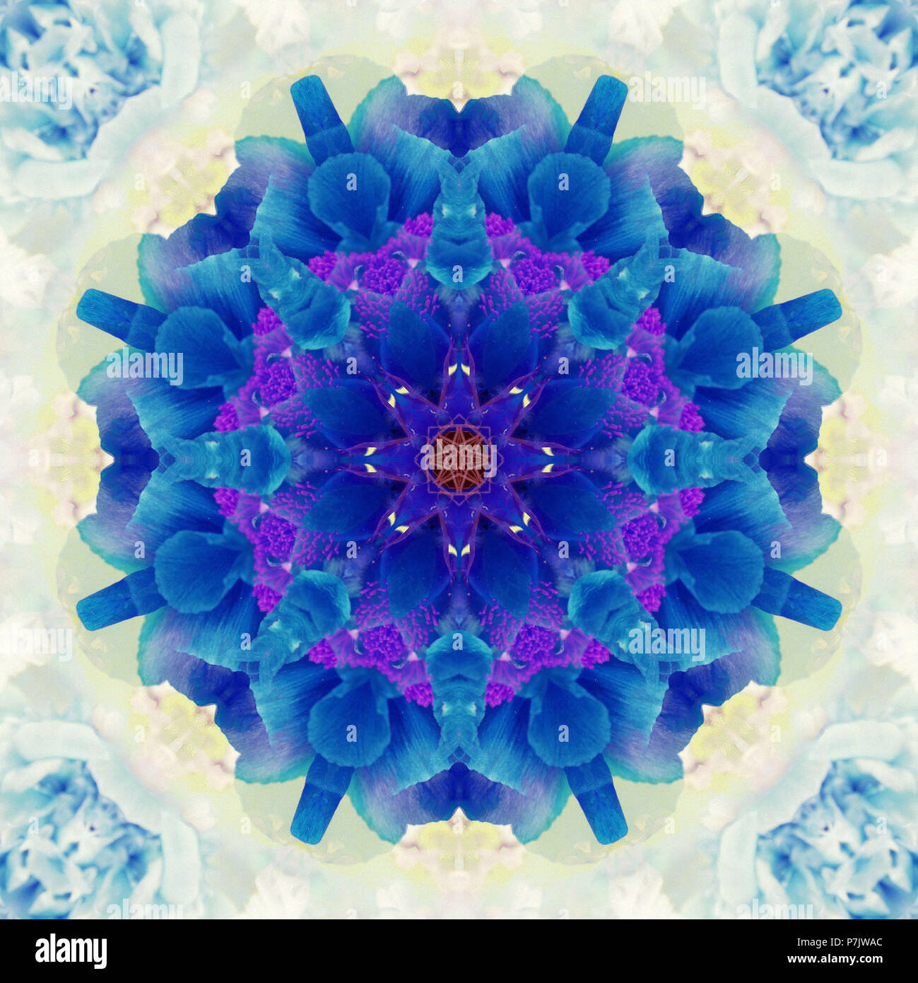Fotografische Blume Mandala, Blau, Lila, Gelb, Stockfoto