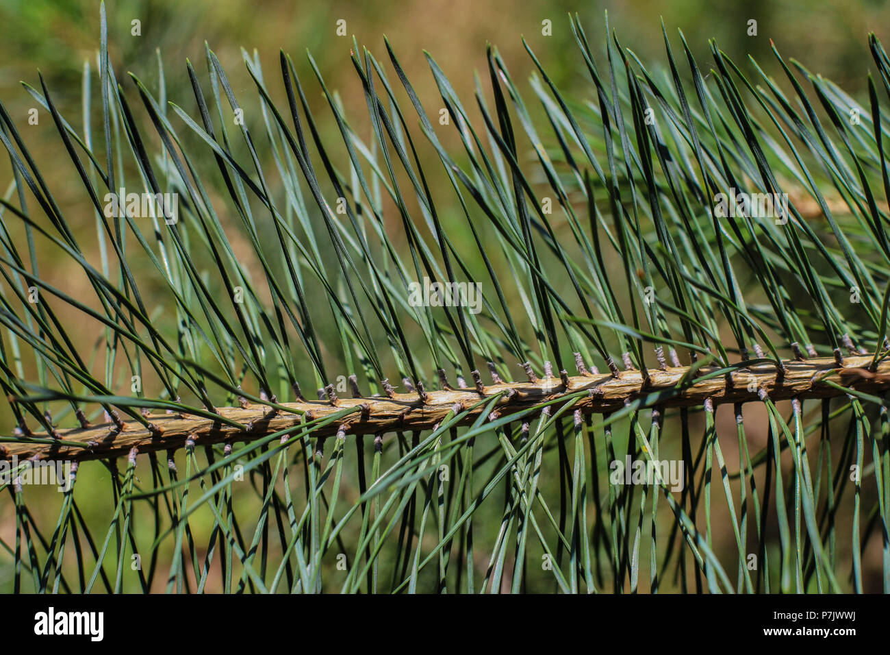 Niederlassung von Pinus heldreichii mit faszikeln (Bundles) von zwei Nadel Blatt Stockfoto