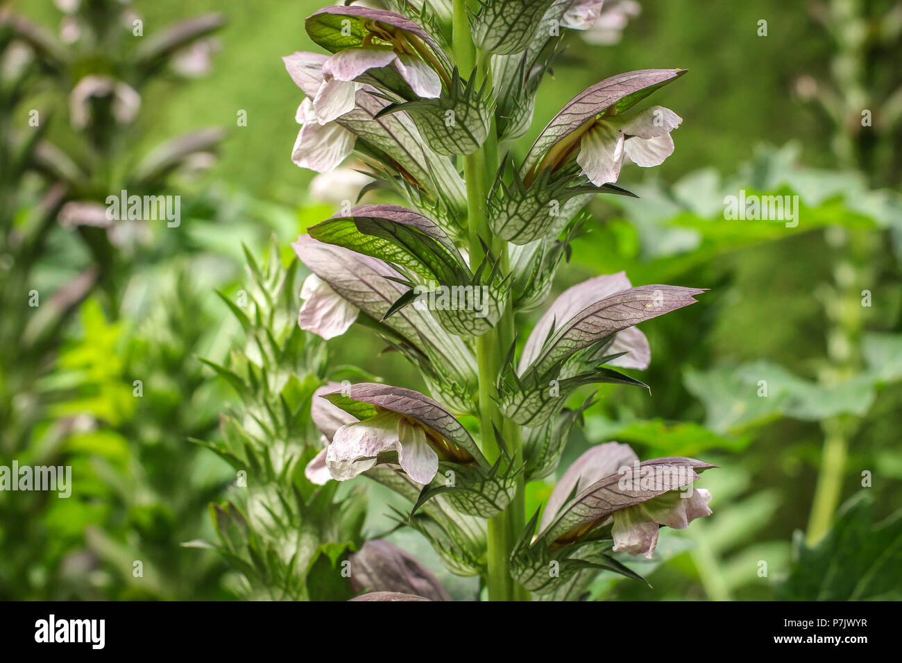 Pflanze Akanthus balkanicus in Blume Stockfoto