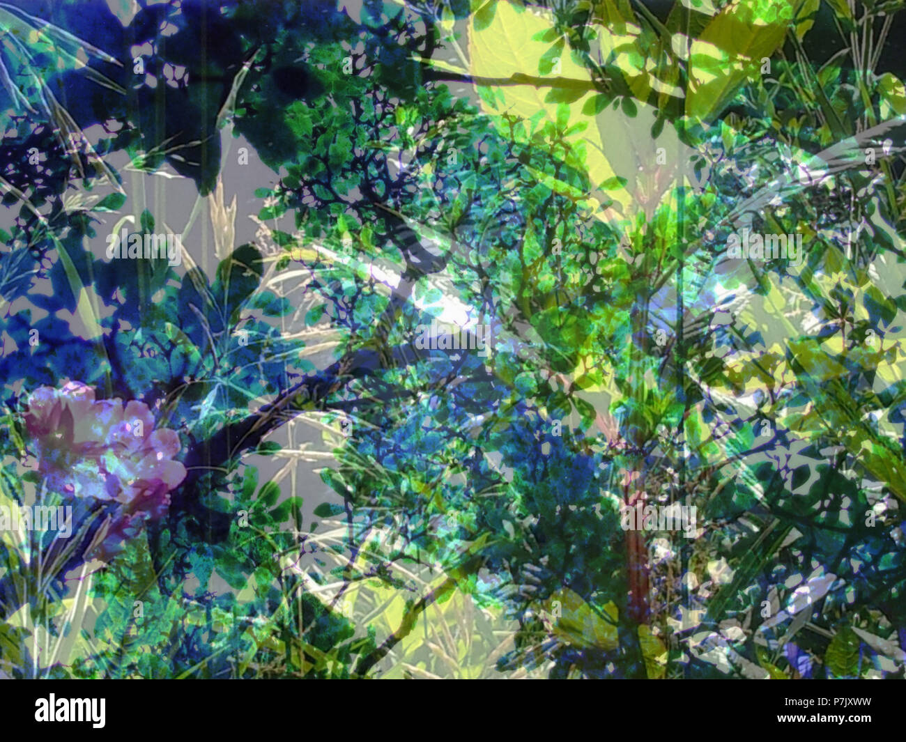 Sträucher, Äste, Blätter, von unten, Fotomontage, Farbfilter Stockfoto