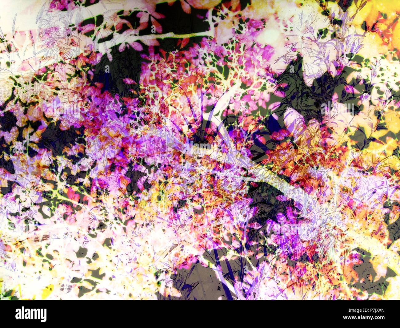 Sträucher, Äste, Blätter, von unten, Fotomontage, Farbfilter Stockfoto