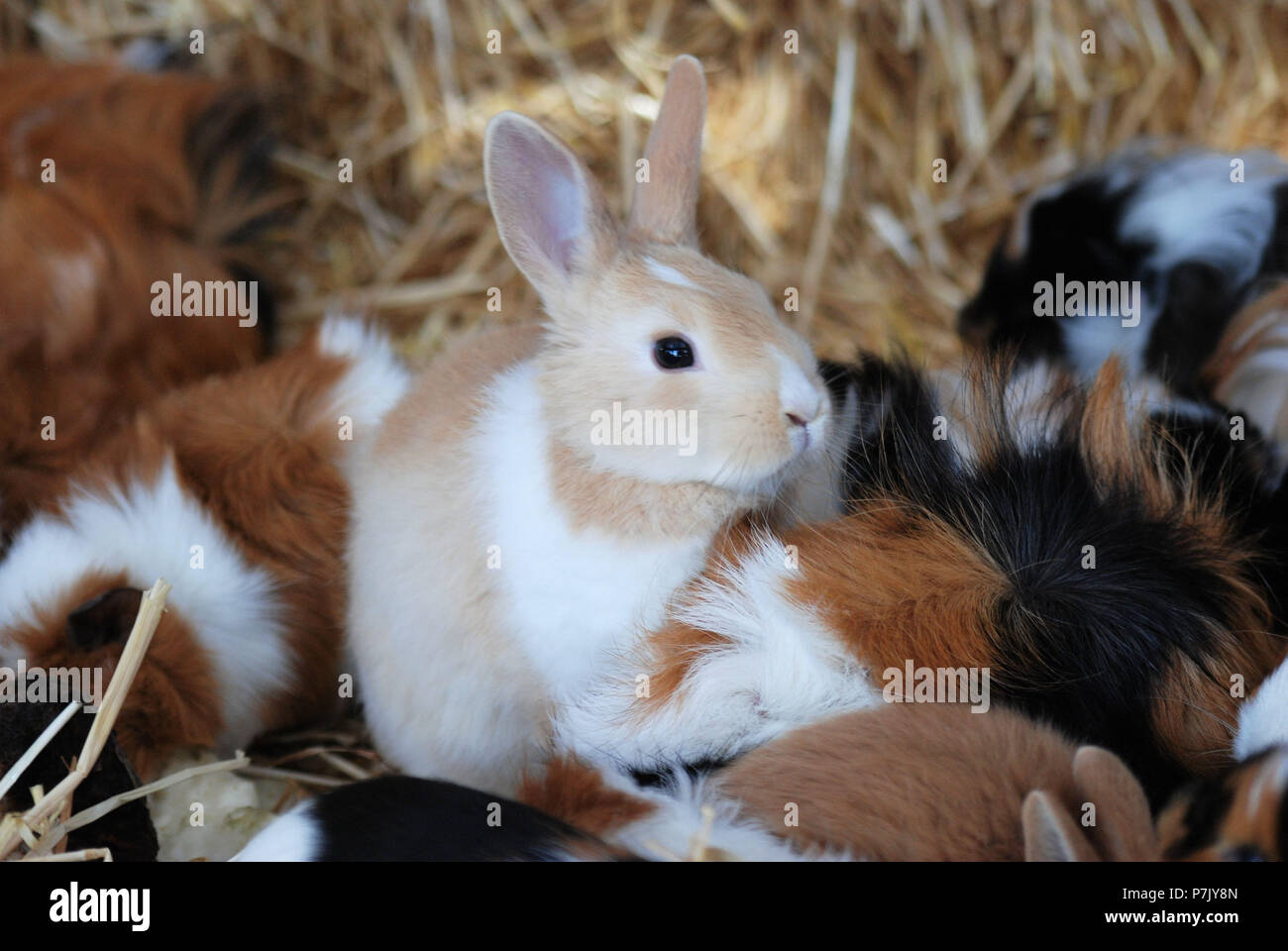 Braun-weiße Kaninchen aus Meerschweinchen in Stroh umgeben Stockfoto