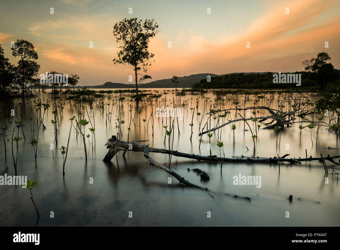 Jungen Mangrovenwald bei Sonnenuntergang auf Pulau Weh Stockfoto