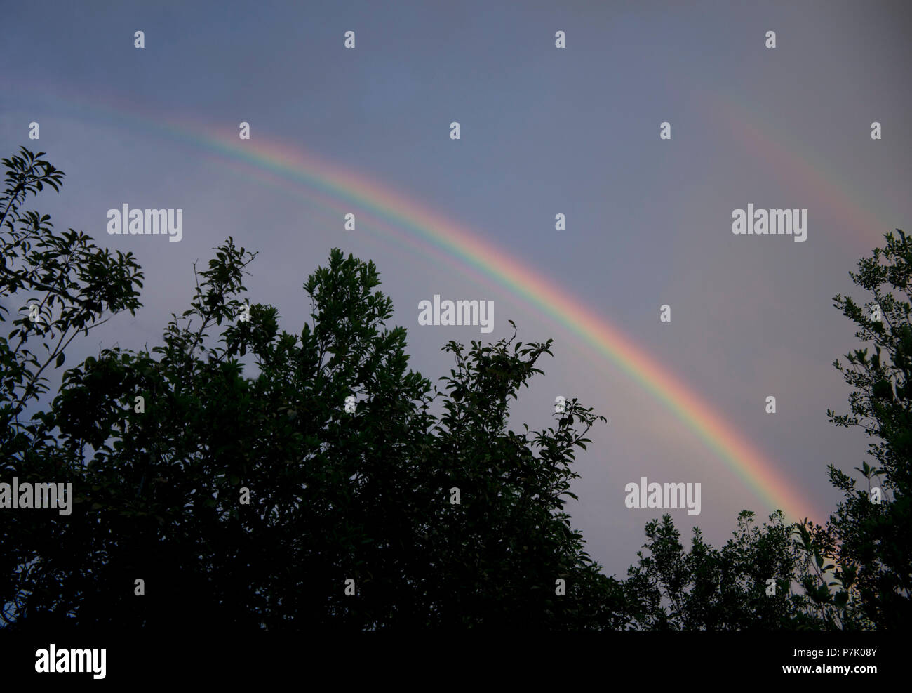 Brillante Regenbogen über Baumkronen. Stockfoto
