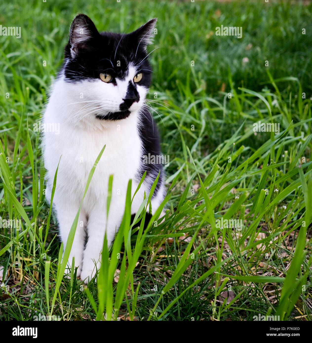 Weiße und schwarze Katze im Gras sitzen Stockfoto